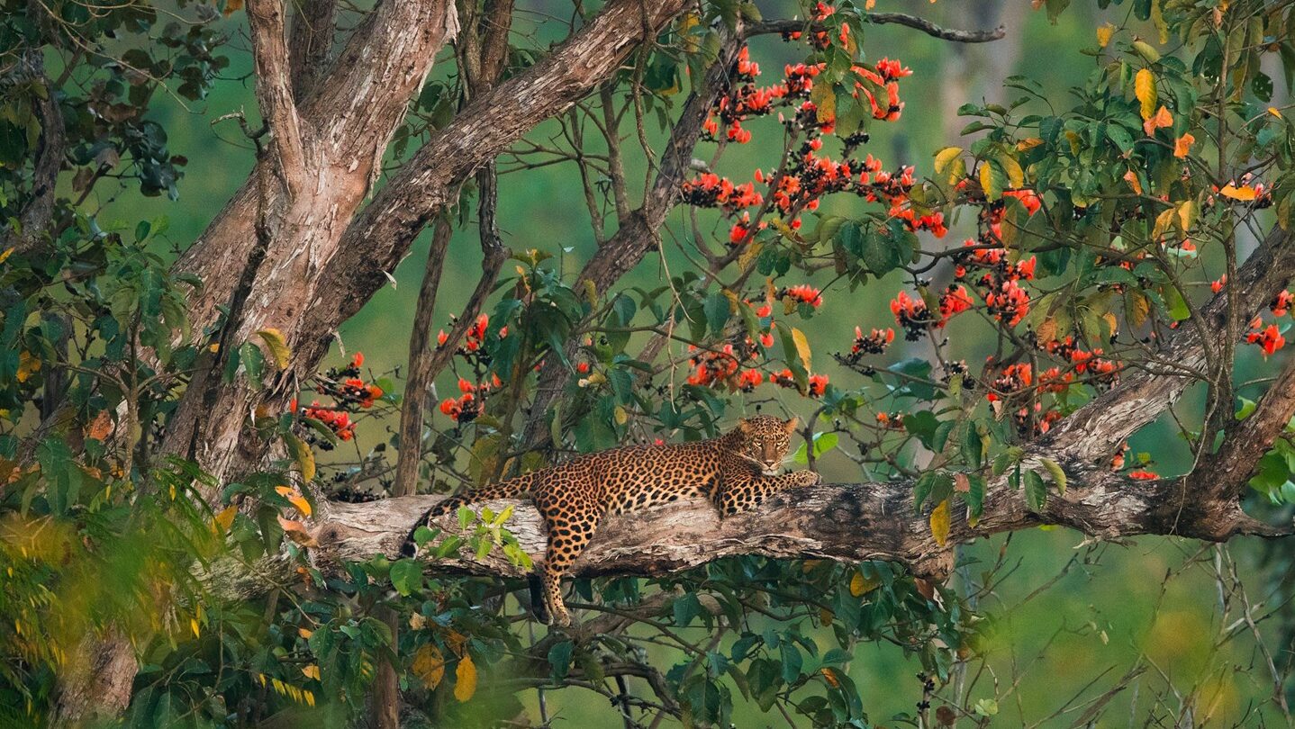 Wildlife Wonders: Transformative Animal Encounters